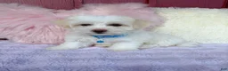 Maltipoo dogs for sale: 🩵 Cody 🩵 - Ad 6