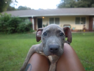 American Bully dogs - Ad 9