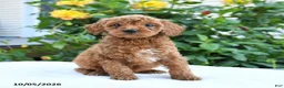 Mini Goldendoodle dogs for sale: Leon - Ad 7