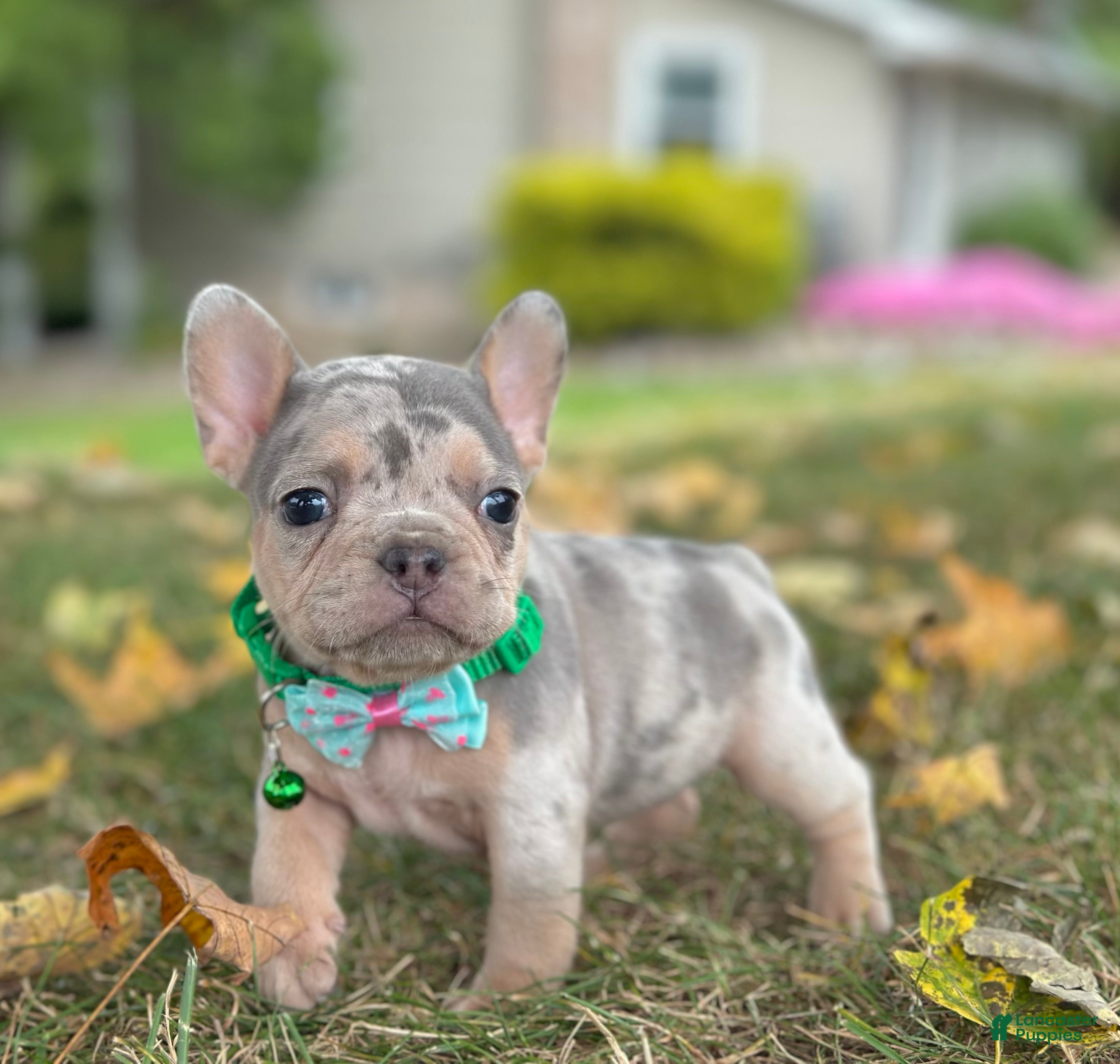 French Bulldog dogs Bella Rose 🌹  - Ad 1