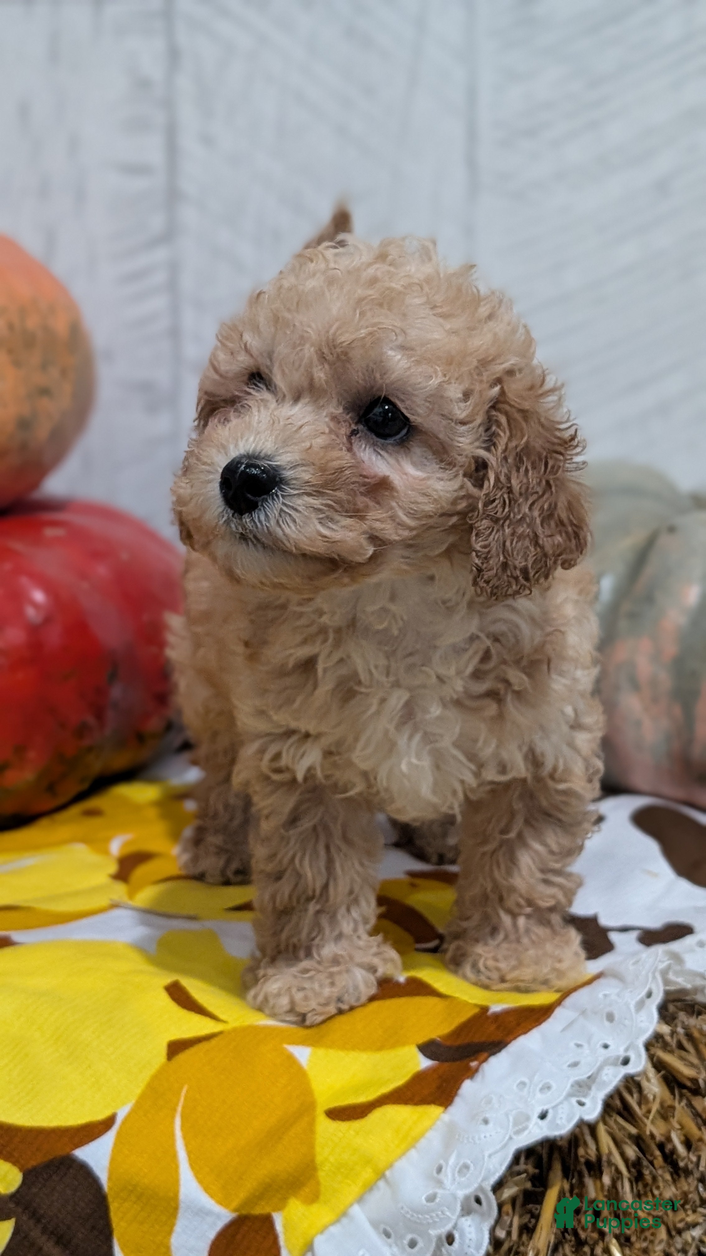 Miniature Poodle dogs Lexi - Ad 2