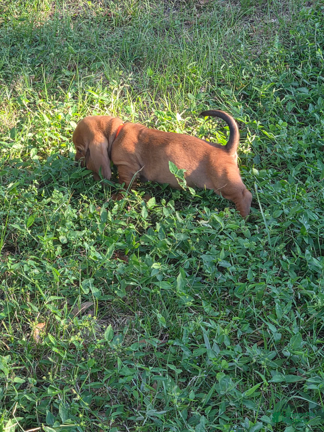 Basset Hound dogs for sale: 🩷 READY NOW orange collar  - Ad 2