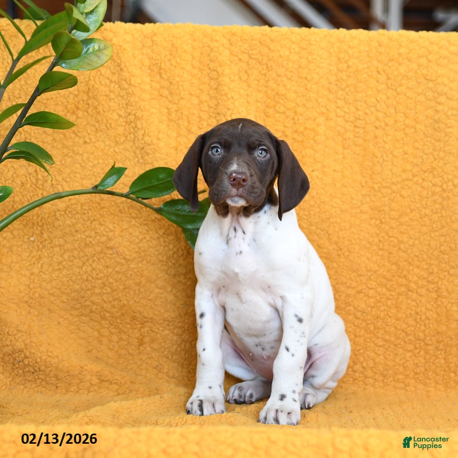 German Shorthaired Pointer dogs Bailey - Ad 7
