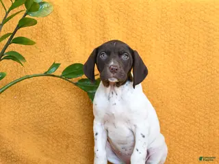 German Shorthaired Pointer dogs Bailey - Ad 7