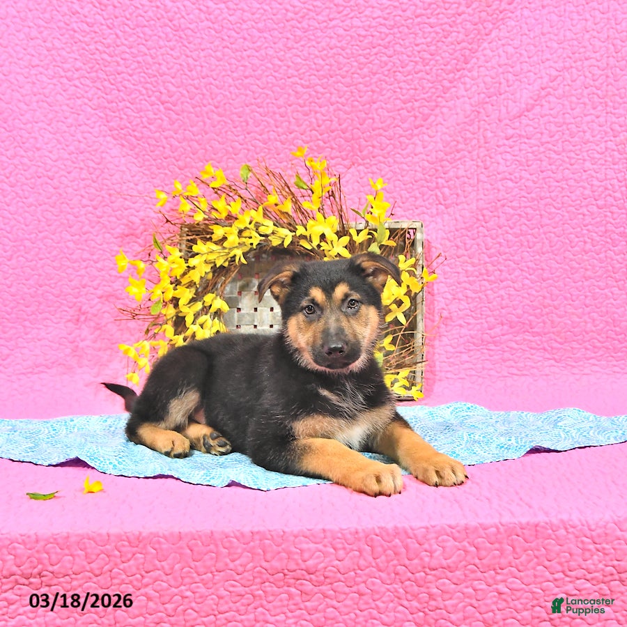 German Shepherd dogs Skylor - Ad 1