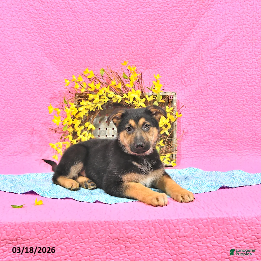 German Shepherd dogs for sale: Skylor - Ad 1