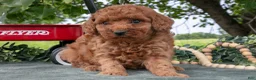 Miniature Poodle dogs for sale: Stacy - Ad 1