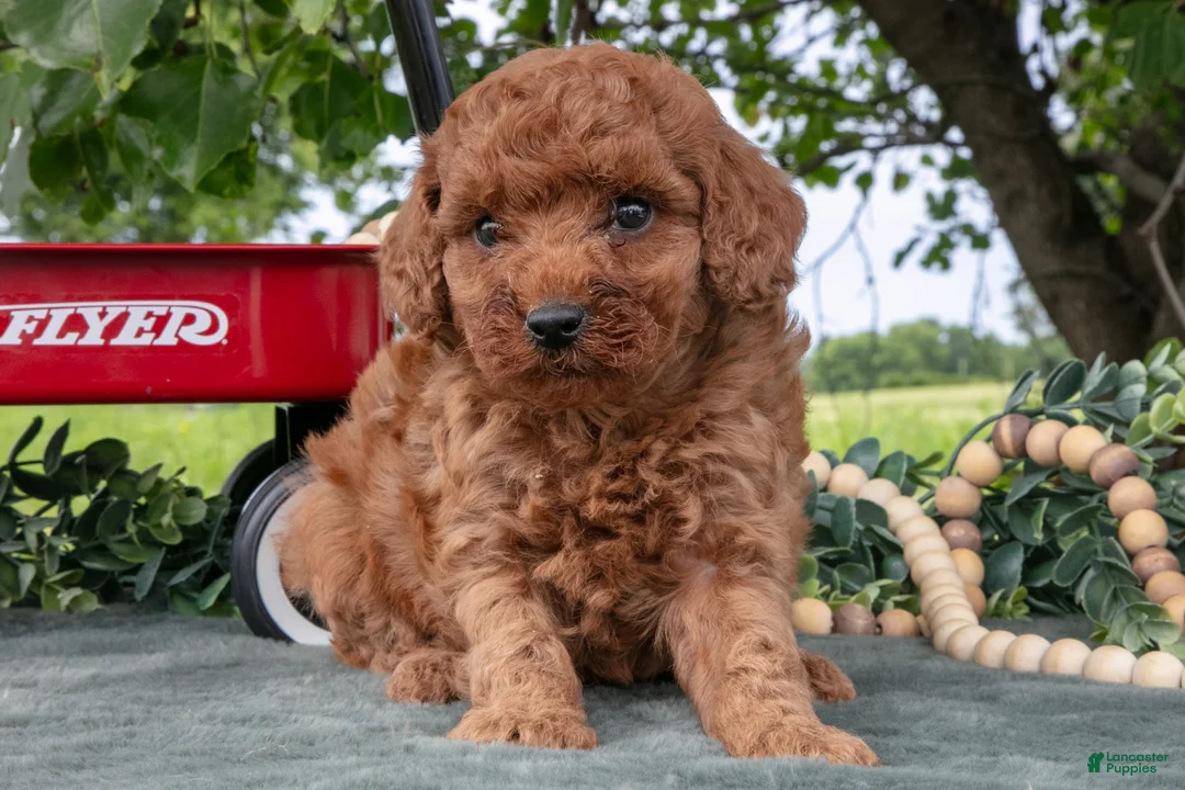 Miniature Poodle dogs for sale: Stacy - Ad 1