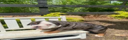 English Bulldog dogs for sale: Fiona - Ad 7