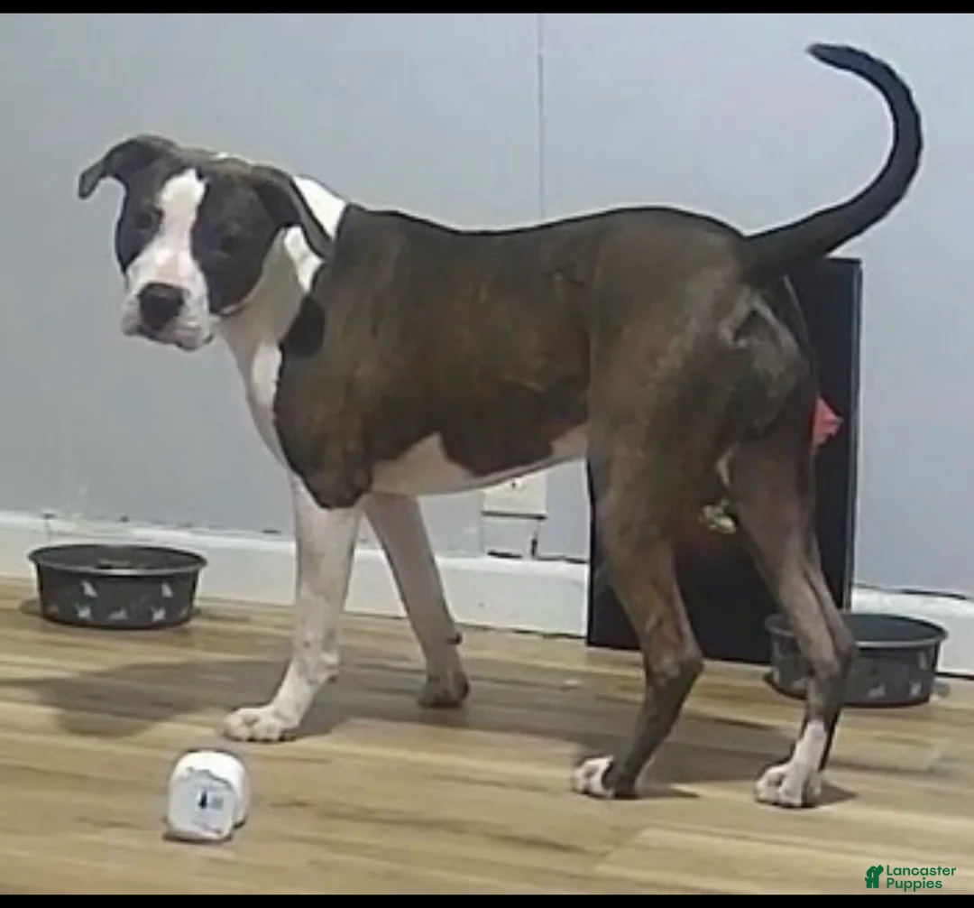 American Staffordshire Terrier dogs for sale: American Staffordshire Terrier 1 - Ad 2