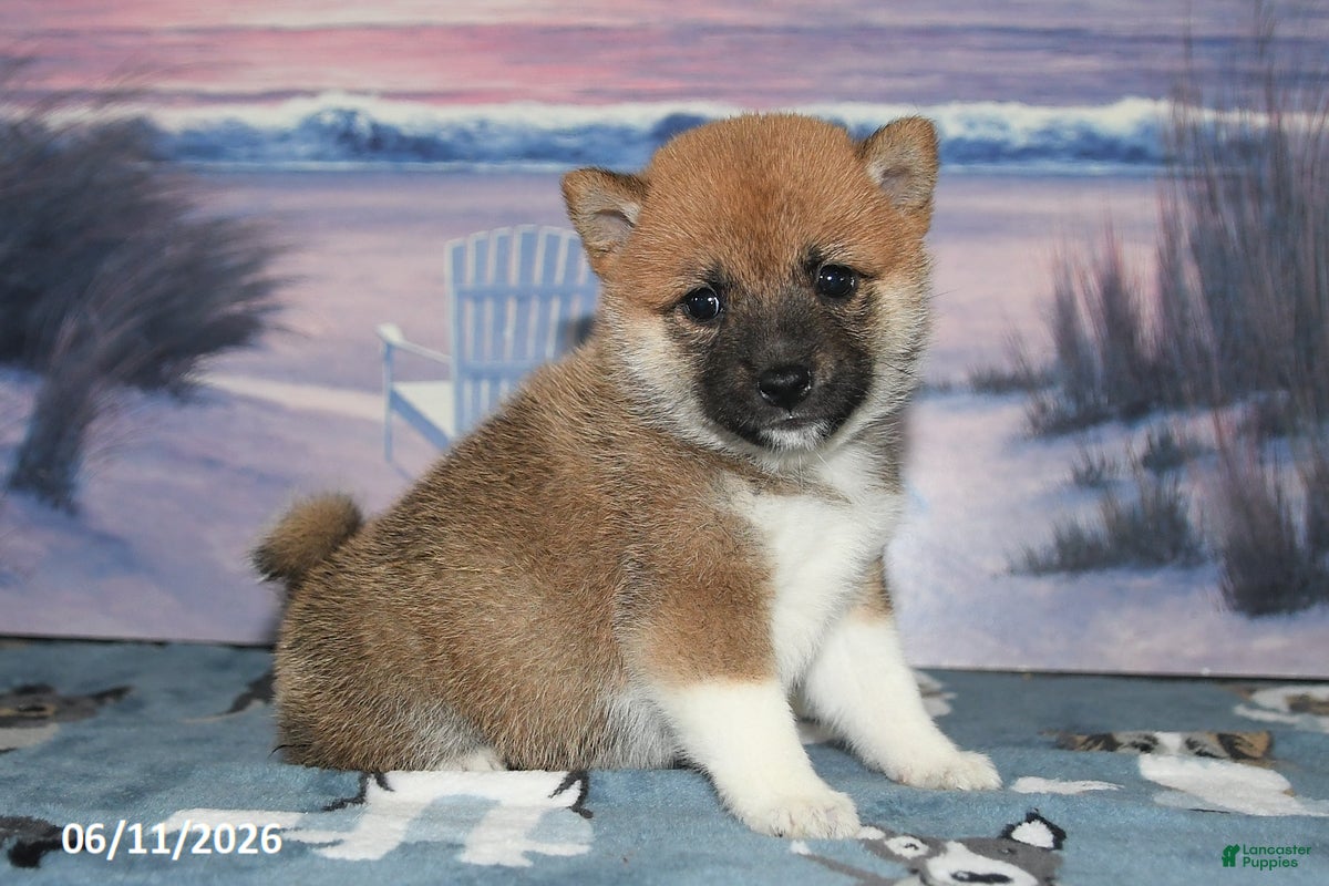 Shiba Inu dogs Julie - Ad 1