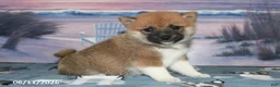 Shiba Inu dogs for sale: Julie - Ad 1