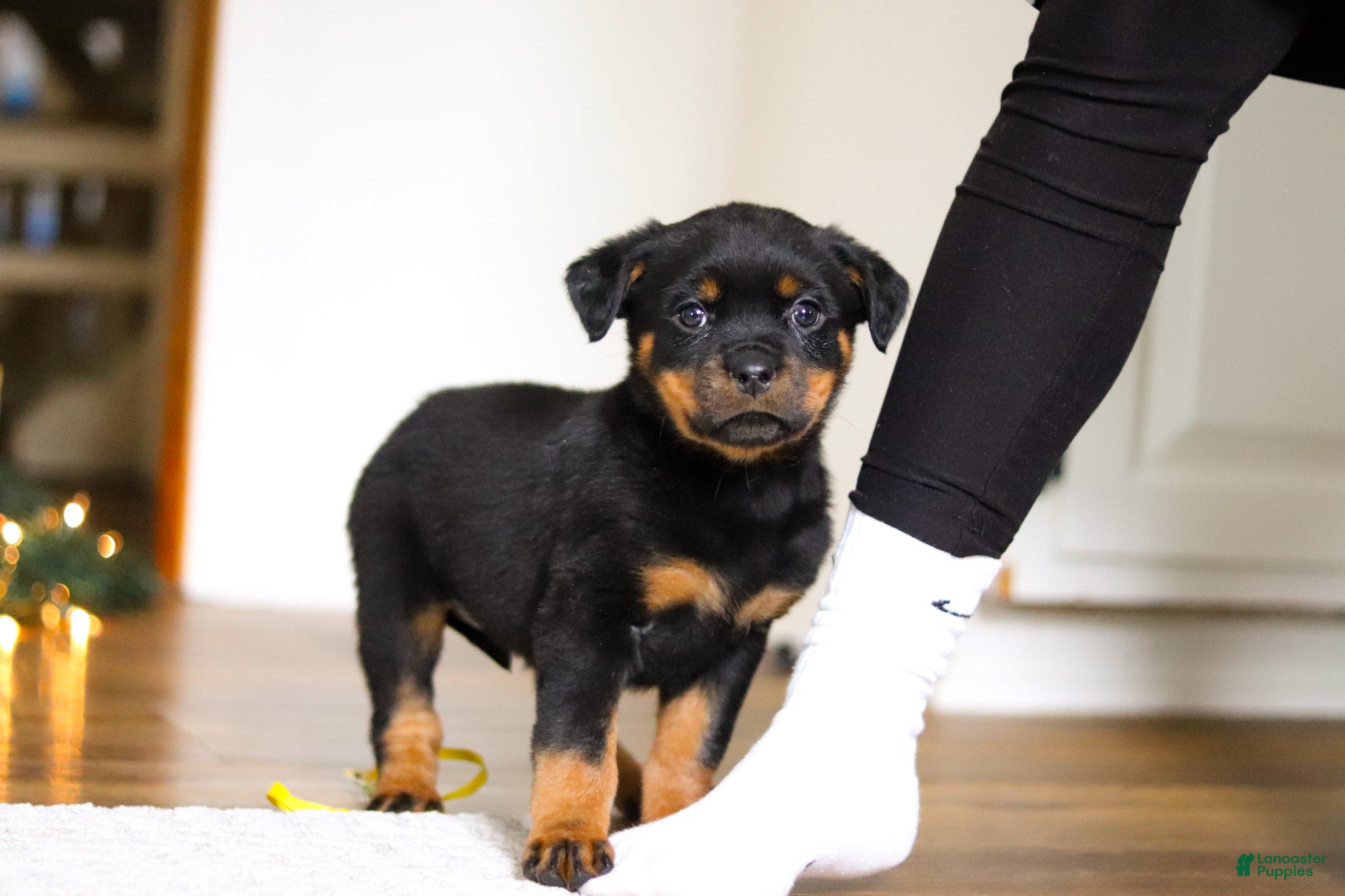 Rottweiler dogs Roxie - Ad 1