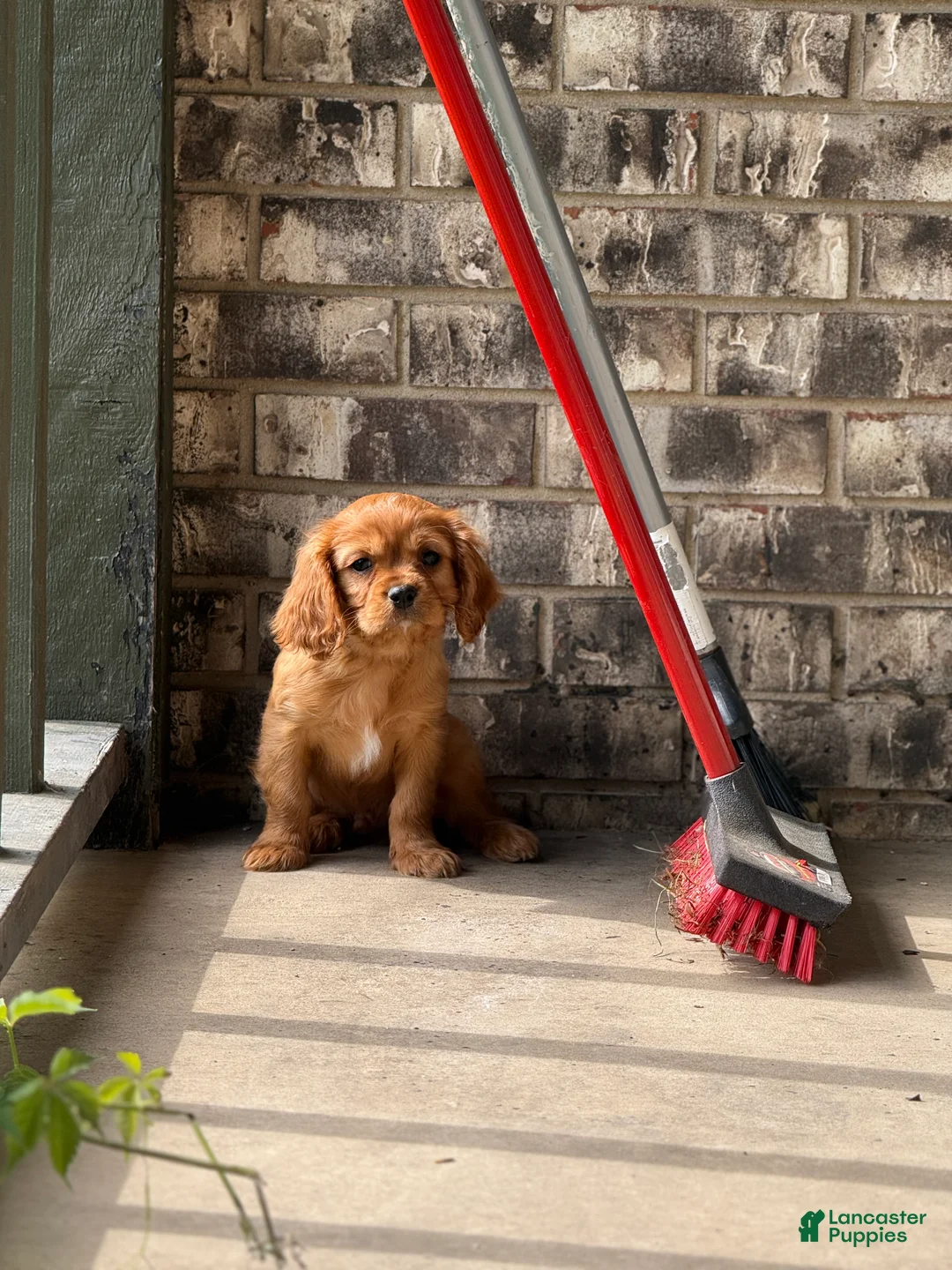Cavalier King Charles Spaniel dogs for sale: Cavalier King Charles Spaniel 1 - Ad 5