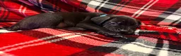 Cane Corso dogs for sale: Rufus AKC blue collar - Ad 10