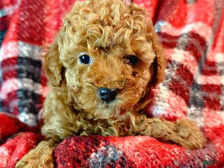 Toy Poodle dogs Scarlet - Ad 5