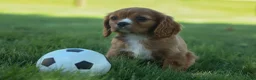 Cavalier King Charles Spaniel dogs for sale: Fletcher 🐶💙 - Ad 4