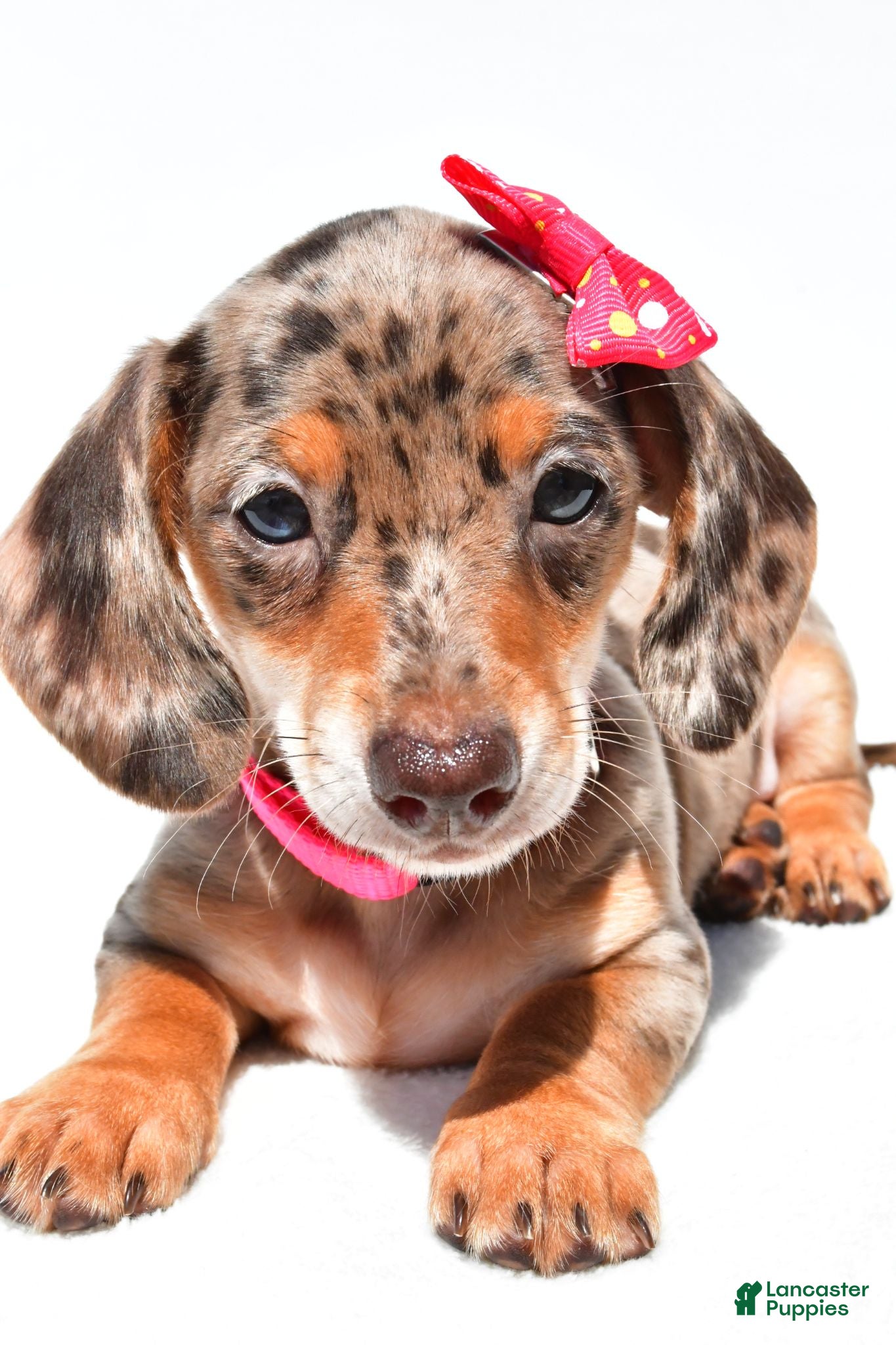 Miniature Dachshund dogs Tessa - Ad 2