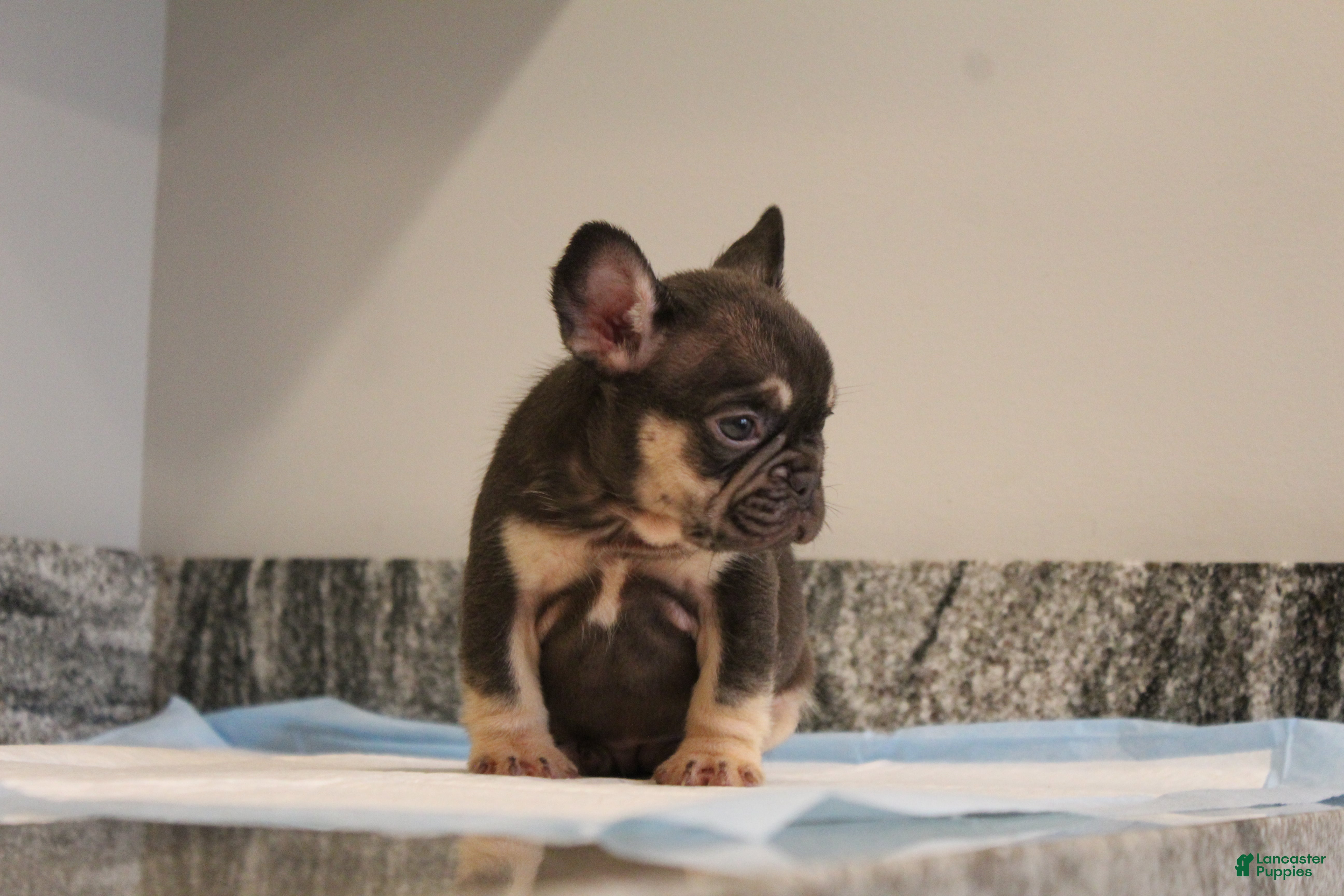 French Bulldog dogs Suzzie  - Ad 41