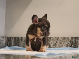 French Bulldog dogs Suzzie - Ad 39