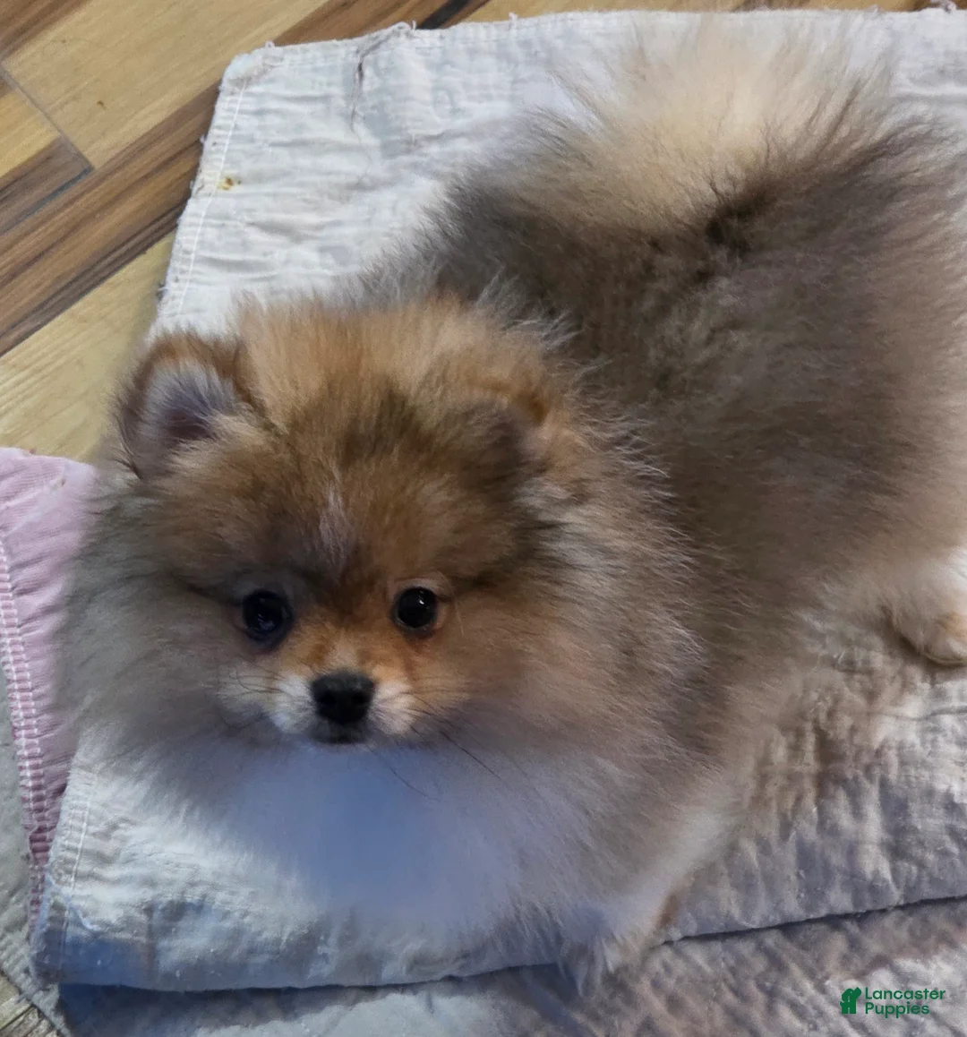 Pomeranian dogs for sale: Pomeranian Puppy 1 - Ad 2