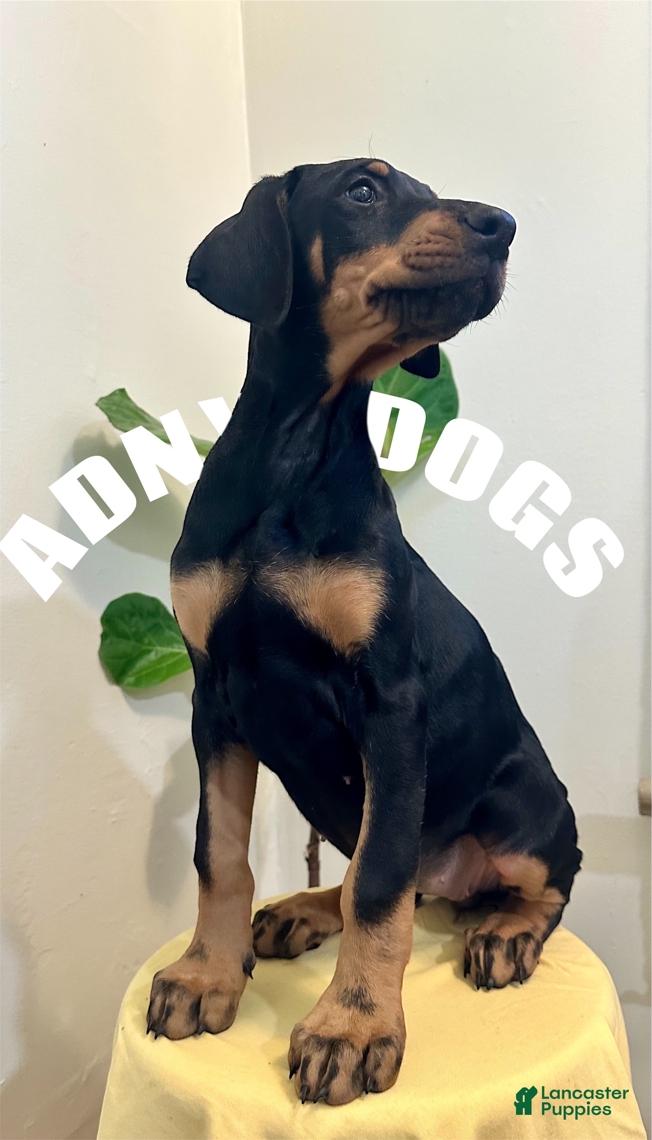 Doberman Pinscher dogs Doberman Natural ear female   - Ad 37