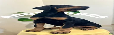 Doberman Natural ear female  