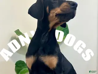 Doberman Pinscher dogs Doberman Natural ear female - Ad 37