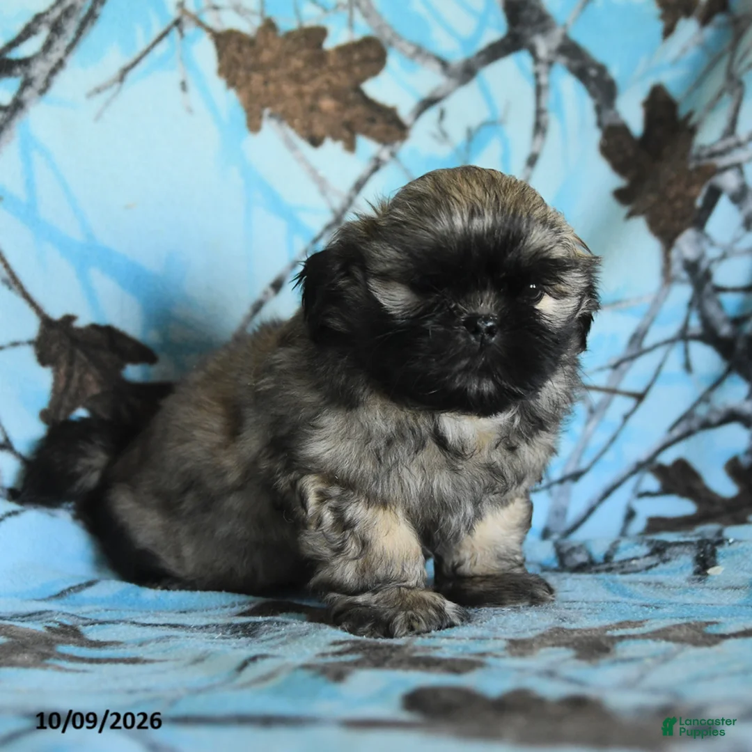 Shih Tzu dogs for sale: Titan - Ad 2