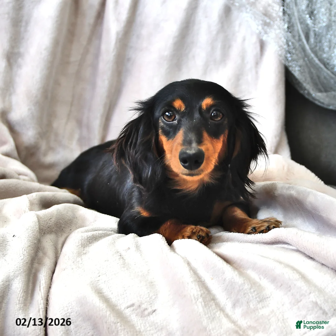 Miniature Dachshund dogs for sale: Patrick - Ad 6