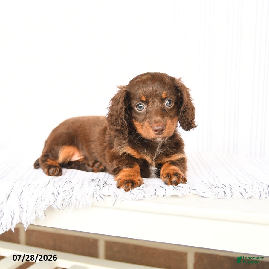 Miniature Dachshund dogs Bailey - Ad 2
