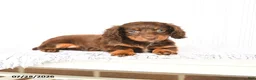 Miniature Dachshund dogs for sale: Bailey - Ad 2