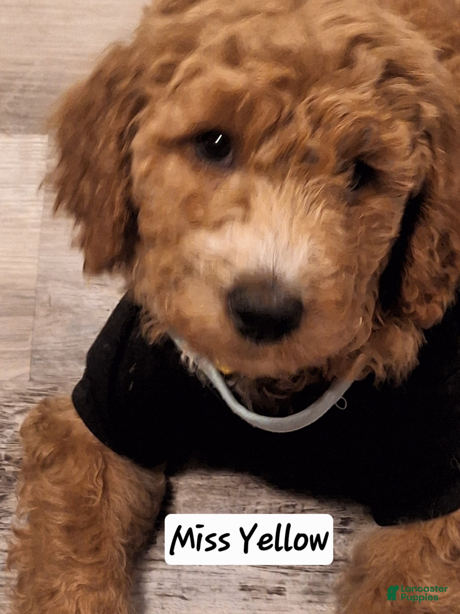 Goldendoodle dogs Goldendoodle Puppy 3 - Ad 1