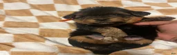 Yorkiepoo dogs for sale: Marvin - Ad 4
