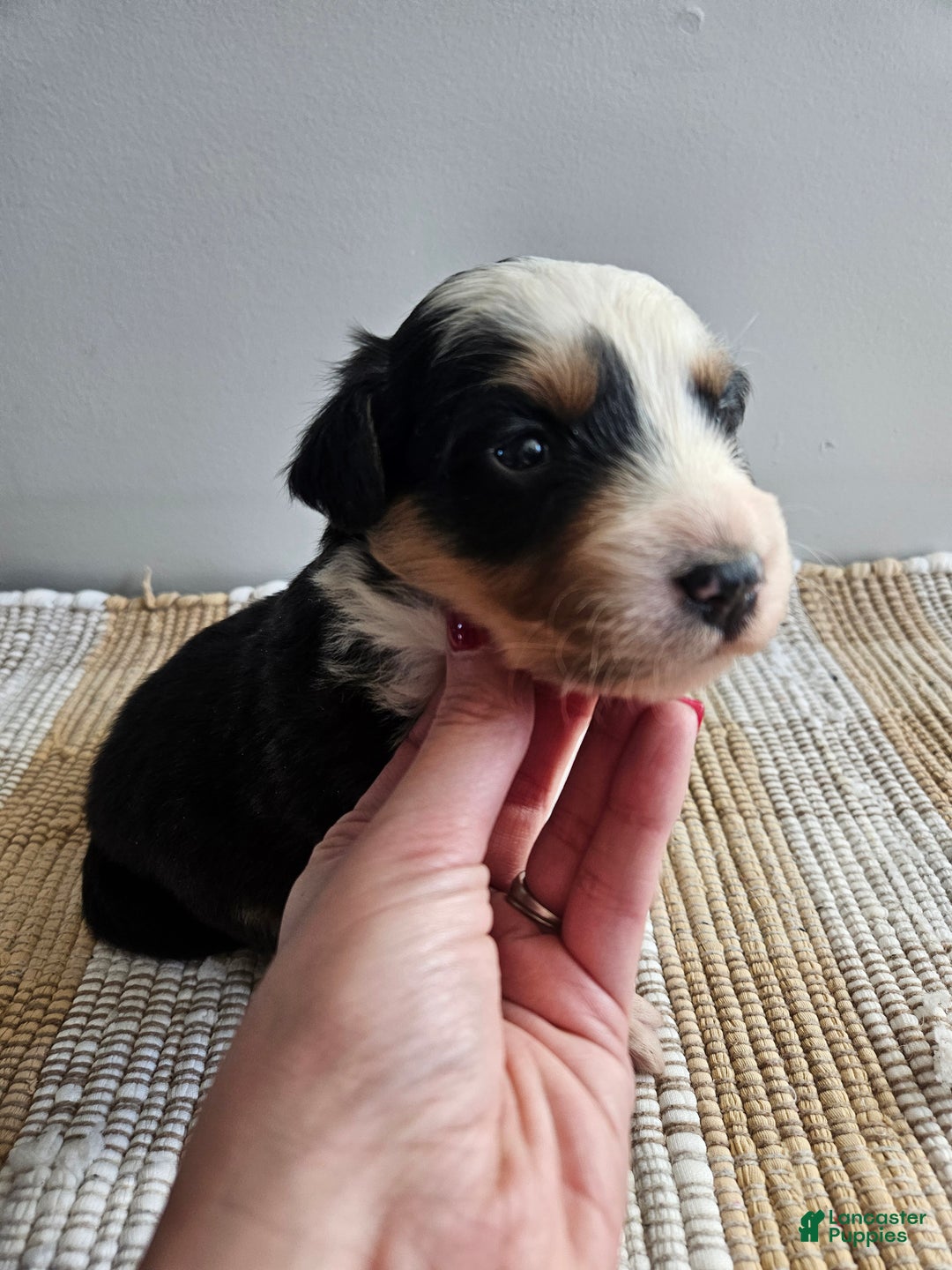 Australian Shepherd dogs for sale: Cruz - Ad 3
