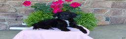 Aussiedoodle dogs for sale: Aussiedoodle 4 - Ad 3