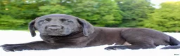 Labrador Retriever dogs for sale: Diesel  - Ad 1