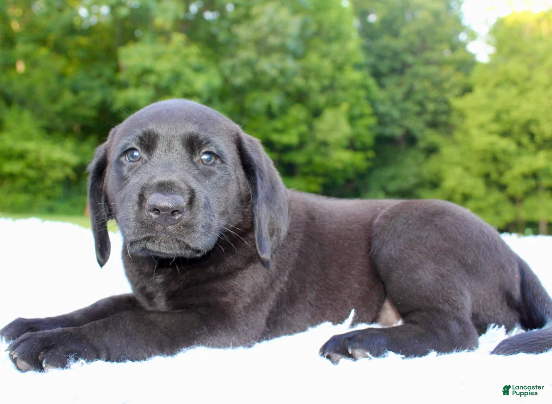 Labrador Retriever dogs for sale: Diesel  - Ad 1