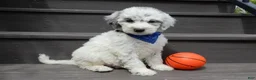 Sheepadoodle dogs for sale: Milo-MEDIUM - Ad 7