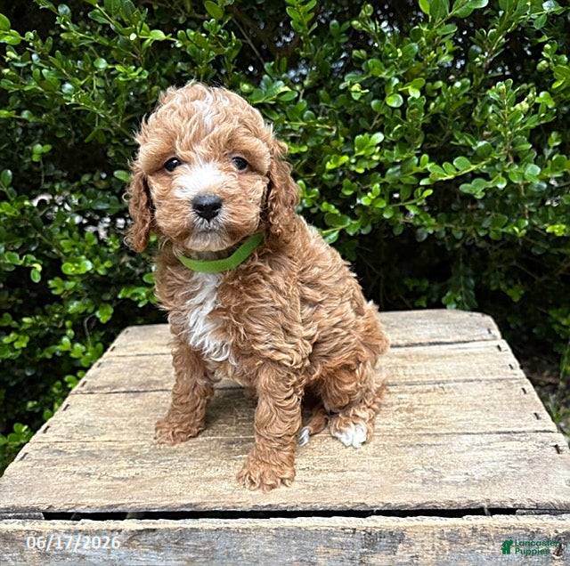 Cockapoo dogs Zack - Ad 1