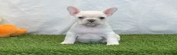 French Bulldog dogs for sale: Dixie - Ad 7
