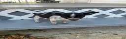 Chihuahua dogs for sale: Lizzy - Ad 4