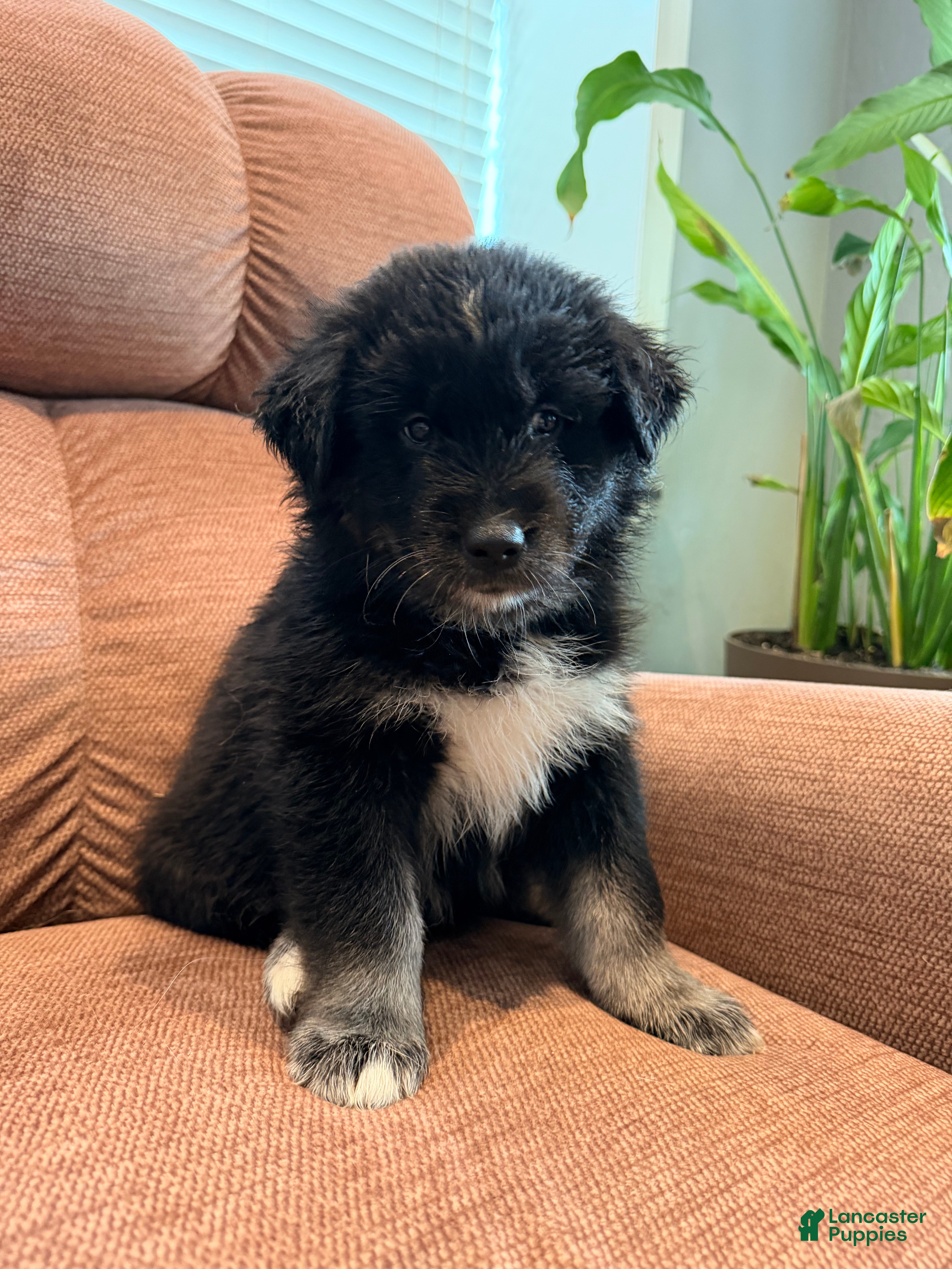 Mixed Breed dogs  Puppy 1  - Ad 1