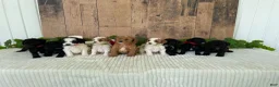 Mini Goldendoodle dogs for sale: Miss Wafer - Ad 18