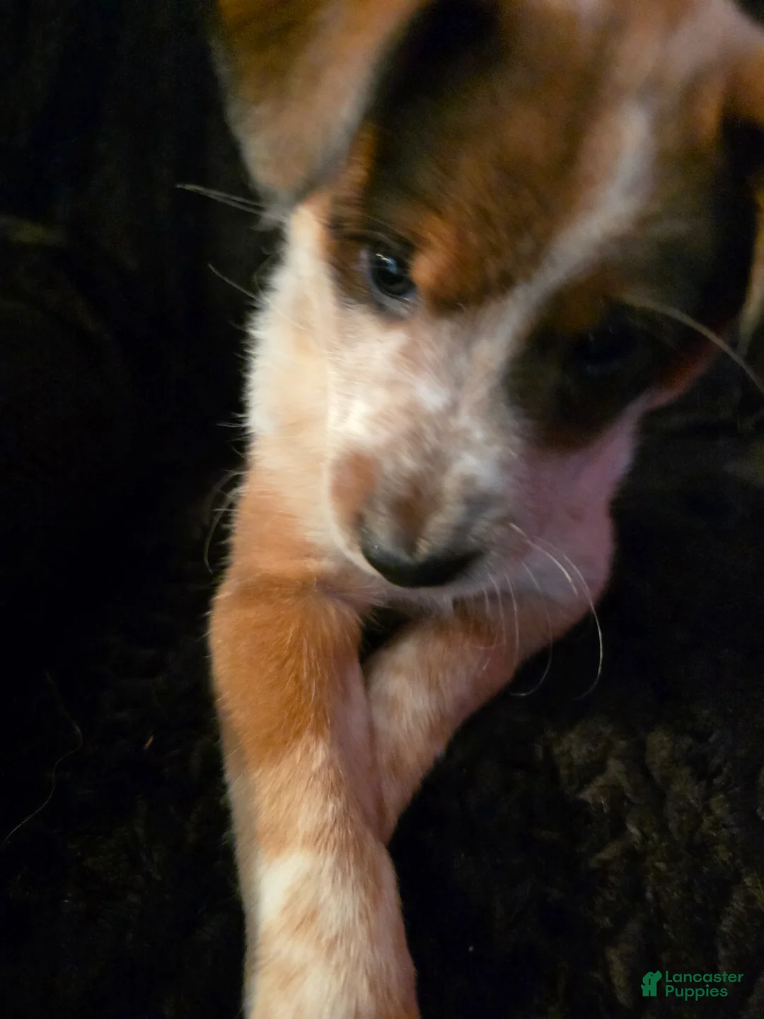 Mixed Breed dogs for sale: Attie - Ad 2