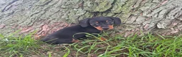 Miniature Dachshund dogs for sale: kOBI - Ad 5