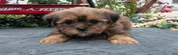 Morkie dogs for sale: Christine - Ad 3