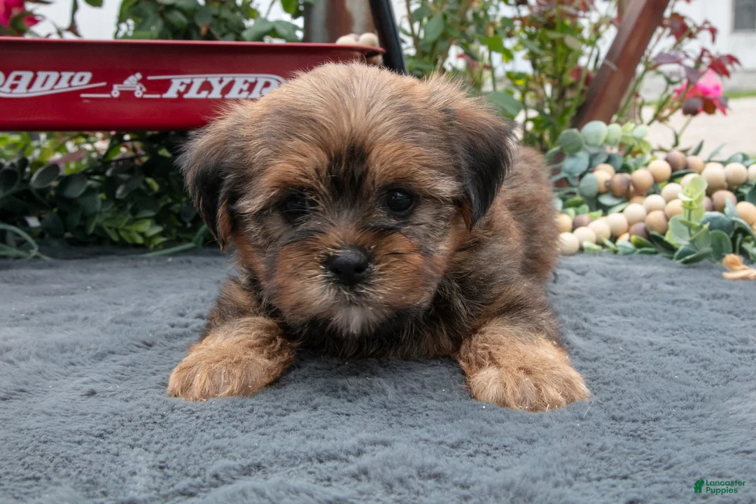 Morkie dogs for sale: Christine - Ad 3