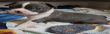 Boston Terrier 1