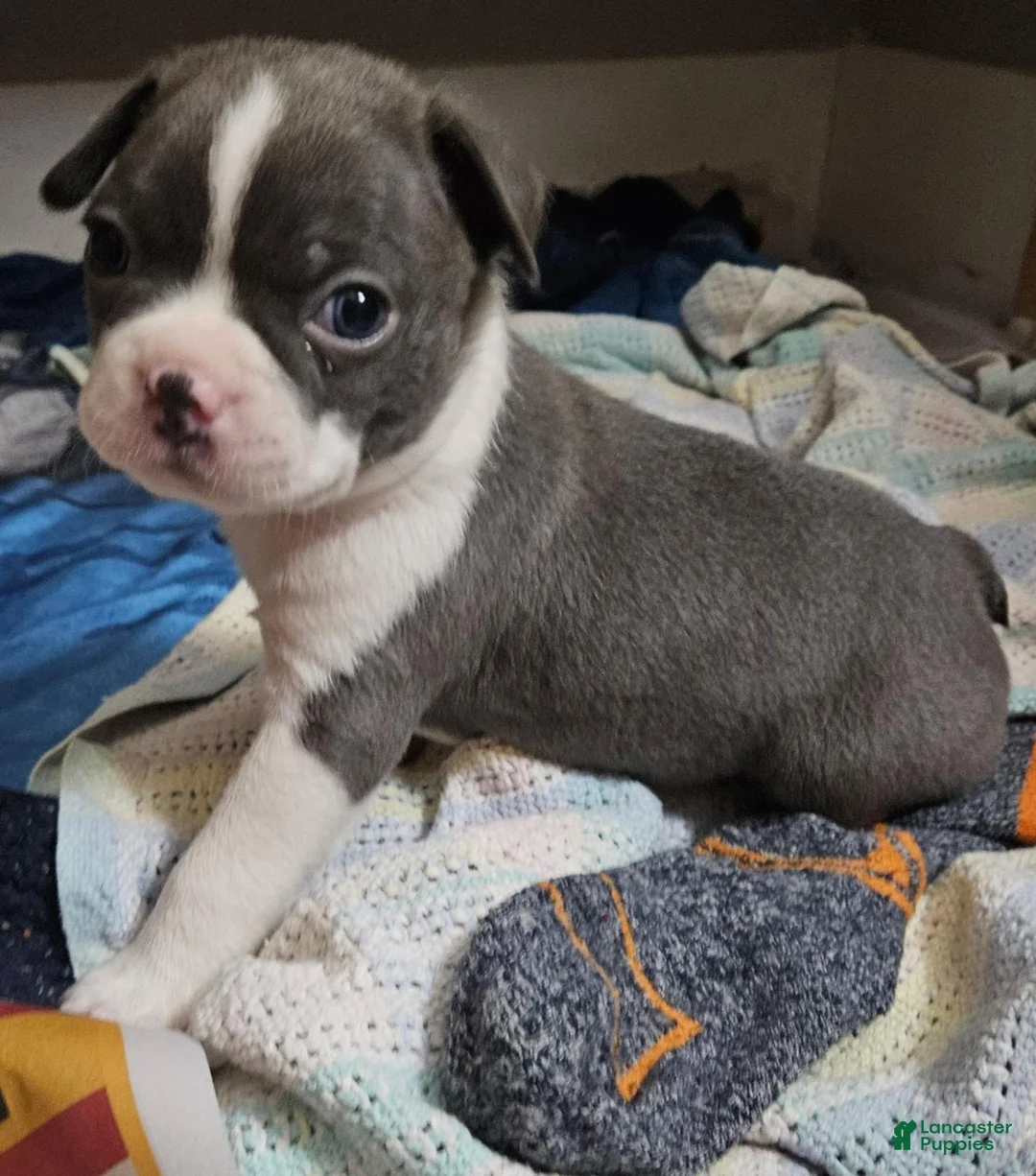 Boston Terrier dogs for sale: Boston Terrier 1 - Ad 1